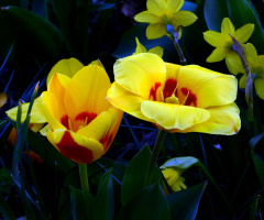 TULPEN