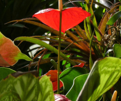 red