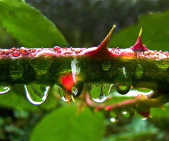 REGEN