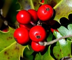 BEEREN