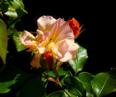 ROSEN