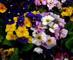 BLÜTEN