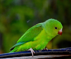 Plain Parakeet