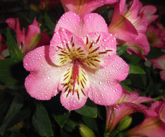 BLÜTEN