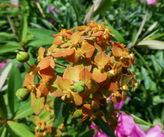 blossoms