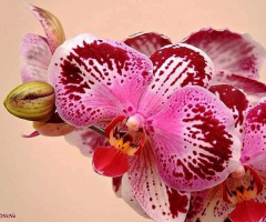 Orquídea