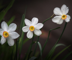 Narcissus 