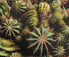 Sonoran Desert Cacti