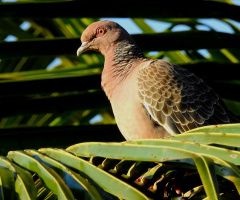 Columba picazuro