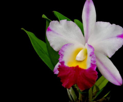 Orquídea