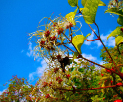 FRÜHLING