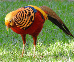 Golden pheasant