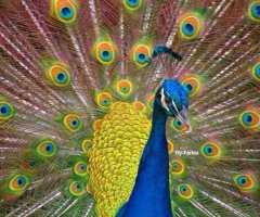 Pavão 