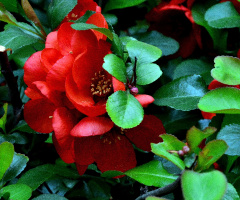 BLÜTEN