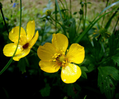 BLÜTEN