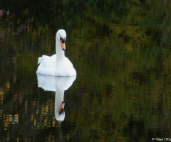 swan