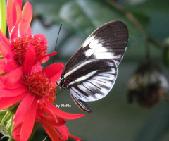 Borboleta 