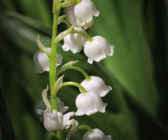 Lily of the valley