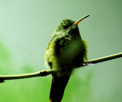 Little hummingbird 
