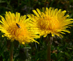 BLÜTEN