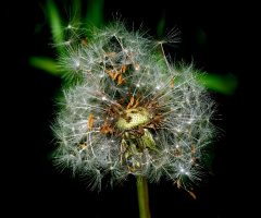 PUSTEBLUME