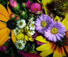 BLÜTEN