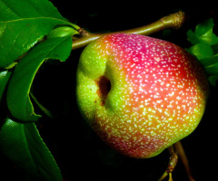 APFEL