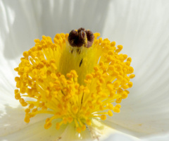 Sonoran Desert Flower