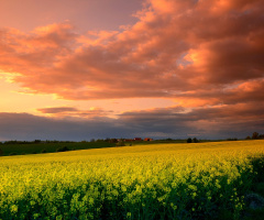 Rapeseed field