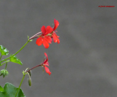 blossoms