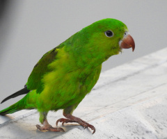 Periquito