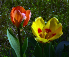 TULPEN