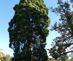Mammutbaum