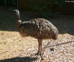 Emu