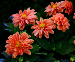 BLÜTEN