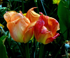 TULPEN