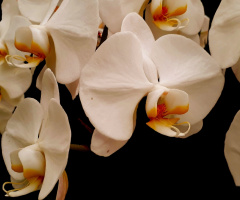 Wanda's orchids