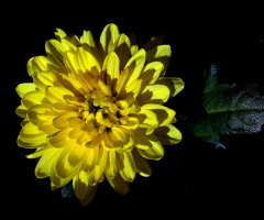 BLÜTE