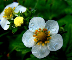 BLÜTEN