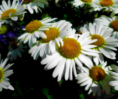 BLÜTEN