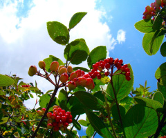 BEEREN