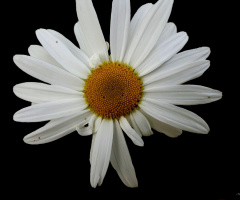 Daisy