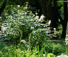 Rosebush