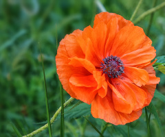 Poppy