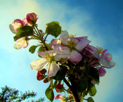 BLÜTEN