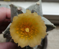 Cactus flower