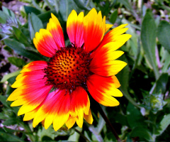BLÜTE