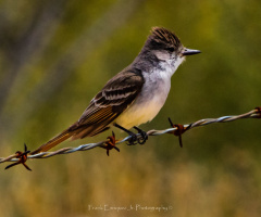 Northern Beardless-Tyrannulet from Arizona