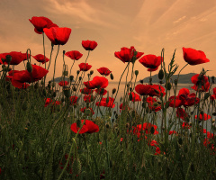 May in red
