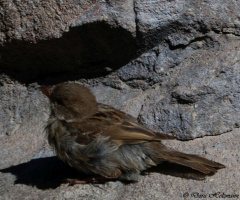 sparrow